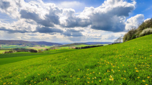 Foto auf Tragetasche - Löwenzahn oder mit Eigenem Foto