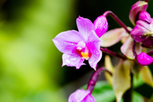Bild Tragetasche - Orchidee Auf Hawaii oder mit Eigenem Foto