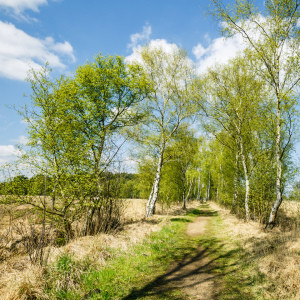 Wunschbild auf Tragetasche - Maigrün-2- oder mit Eigenem Foto