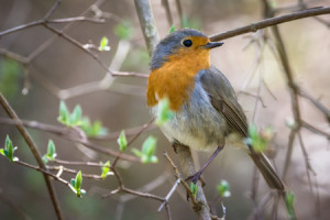Foto auf Tragetasche - Rotkehlchens Frühling oder mit Eigenem Foto