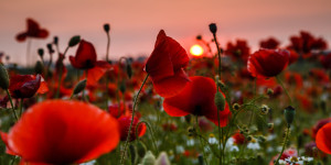 Fotos Tragetasche - Mohn Im Mittsommer Abendlicht oder mit Eigenem ...