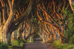 Wunschbild Tragetasche - Irland - The Dark Hedges oder mit Eigenem ...