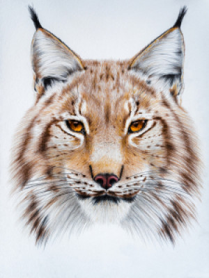Bilder Tragetasche - Luchs oder mit Eigenem Foto