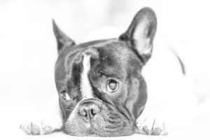 Foto Tragetasche - Französische Bulldogge oder mit Eigenem Foto