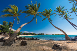 Bilder Tragetasche - Palmen Am Strand Auf Big Island - Hawaii oder ...