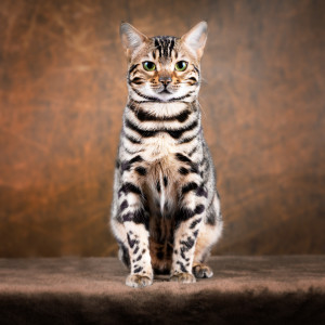 Wunschmotiv als Tragetasche - Portrait Einer Bengal Katze oder mit ...