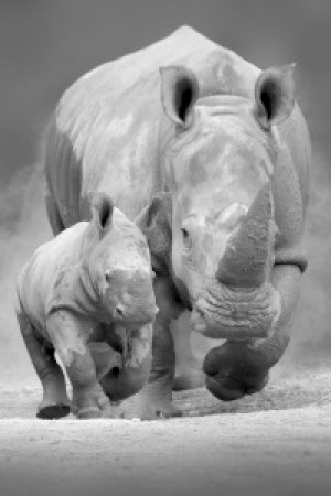 Motiv Tragetasche - Nashorn Mit Baby In Sw oder mit Eigenem Foto