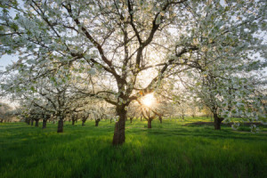 Foto Tragetasche - Frühling oder mit Eigenem Foto