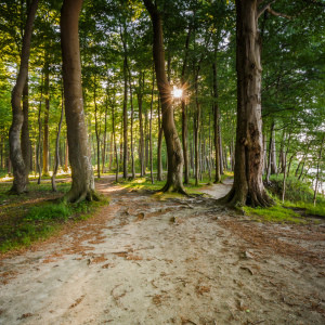 Wunschbild Tragetasche - Sonne Im Wald oder mit Eigenem Foto