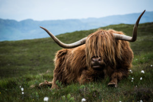 Foto auf Tragetasche - Highland Bull - Schottland oder mit Eigenem ...