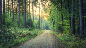 Motiv Tragetasche - Wald Wanderweg oder mit Eigenem Foto