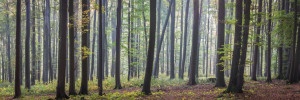 Wunschmotiv Tragetasche - Wald Im Licht - Panorama oder mit Eigenem...