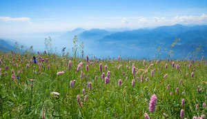 Wunschbild auf Tragetasche - Wildblumenwiese Am Monte Baldo Gardase...