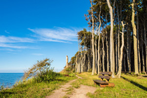 Foto auf Tragetasche - Küstenwald An Der Ostsee Bei Nienhagen oder ...