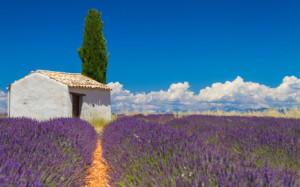 Wunschmotiv als Tragetasche - Lavendel Feld oder mit Eigenem Foto