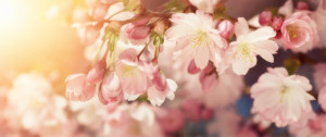 Fotos Tragetasche - Kirschblüten In Sanften Retro-Farben oder mit E...