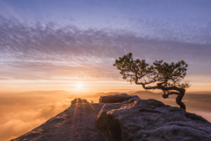Foto Tragetasche - Felsenkiefer Bei Sonnenaufgang oder mit Eigenem ...