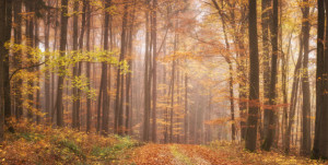 Fotos Tragetasche - Wald Panorama - Woodland oder mit Eigenem Foto