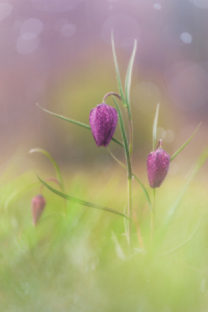 Wunschmotiv Tragetasche - Schachblumen Im Regen oder mit Eigenem Foto