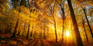 Wunschbild als Tragetasche - Herbstlicher Sonnenuntergang Im Wald o...