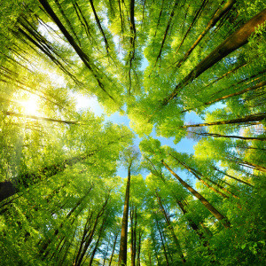 Wunschbild auf Tragetasche - Sphärisches Panorama Im Wald oder mit ...
