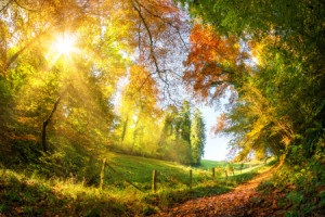 Bild Tragetasche - Colorful Autumn Wonderland oder mit Eigenem Foto