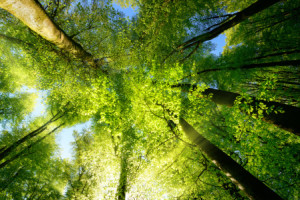 Bilder Tragetasche - Sonnendurchdrungene Baumkronen Im Frühling ode...
