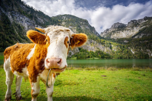Motiv Tragetasche - Bayrische Grüße oder mit Eigenem Foto