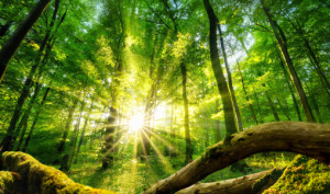 Bild Tragetasche - Die Sonne Verzaubert Den Grünen Wald oder mit Ei...