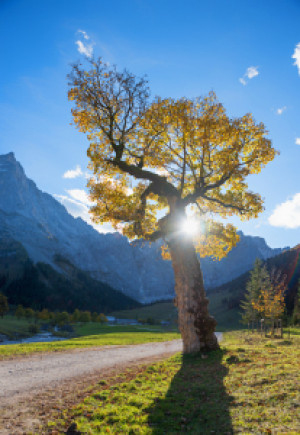 Motiv Tragetasche - Der Alte Ahorn Im Karwendel oder mit Eigenem Foto