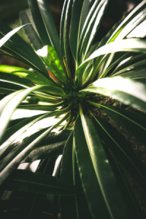 Bild Tragetasche - Madagaskarpalme oder mit Eigenem Foto