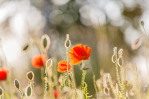 Bild Tragetasche - Pavot Fleur oder mit Eigenem Foto