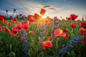 Wunschmotiv Tragetasche - Mohnblumen oder mit Eigenem Foto