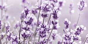 Bild auf Tragetasche - Lavendel oder mit Eigenem Foto