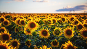 Tragetasche - Sonnenblumen oder mit Eigenem Foto
