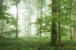 Wunschmotiv Tragetasche - Grüner Wald Im Nebel oder mit Eigenem Foto