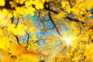 Motiv auf Tragetasche - Sonne Scheint Durch Herbstliches Blätterdac...