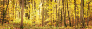 Wunschmotiv als Tragetasche - Herbstlicher Laubwald Im Licht oder m...