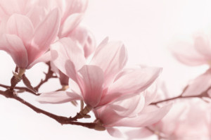 Wunschmotiv als Tragetasche - Magnolie oder mit Eigenem Foto