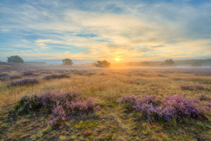 Wunschmotiv auf Tragetasche - Sonnenaufgang In Der Heide oder mit E...