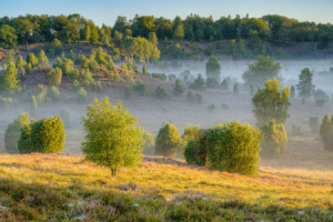 Foto auf Tragetasche - Morgens In Der Lüneburger Heide oder mit Eig...