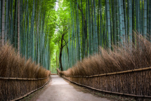 Wunschmotiv auf Tragetasche - Bambuswald In Arashiyama oder mit Eig...