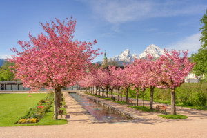Wunschbild Tragetasche - Kirschblüte In Berchtesgaden oder mit Eige...