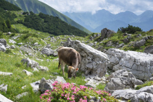 Foto Tragetasche - Alpenkuh oder mit Eigenem Foto