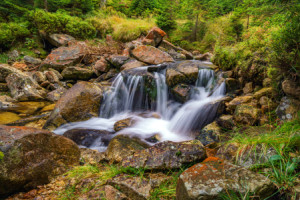Wunschbild auf Tragetasche - Urwald oder mit Eigenem Foto