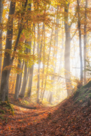 Bild auf Tragetasche - Leuchtender Herbst oder mit Eigenem Foto