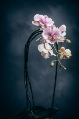 Wunschmotiv auf Tragetasche - Phalleanopsis Cascade Mix oder mit Ei...