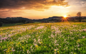 Bild auf Tragetasche - Sonnenuntergang Über Bunter Blumenwiese oder...