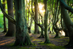 Bilder Tragetasche - Wald Auf Insel Rügen Im Herbst oder mit Eigene...