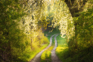 Motiv auf Tragetasche - Verträumte Frühlingslandschaft Mit Blühende...